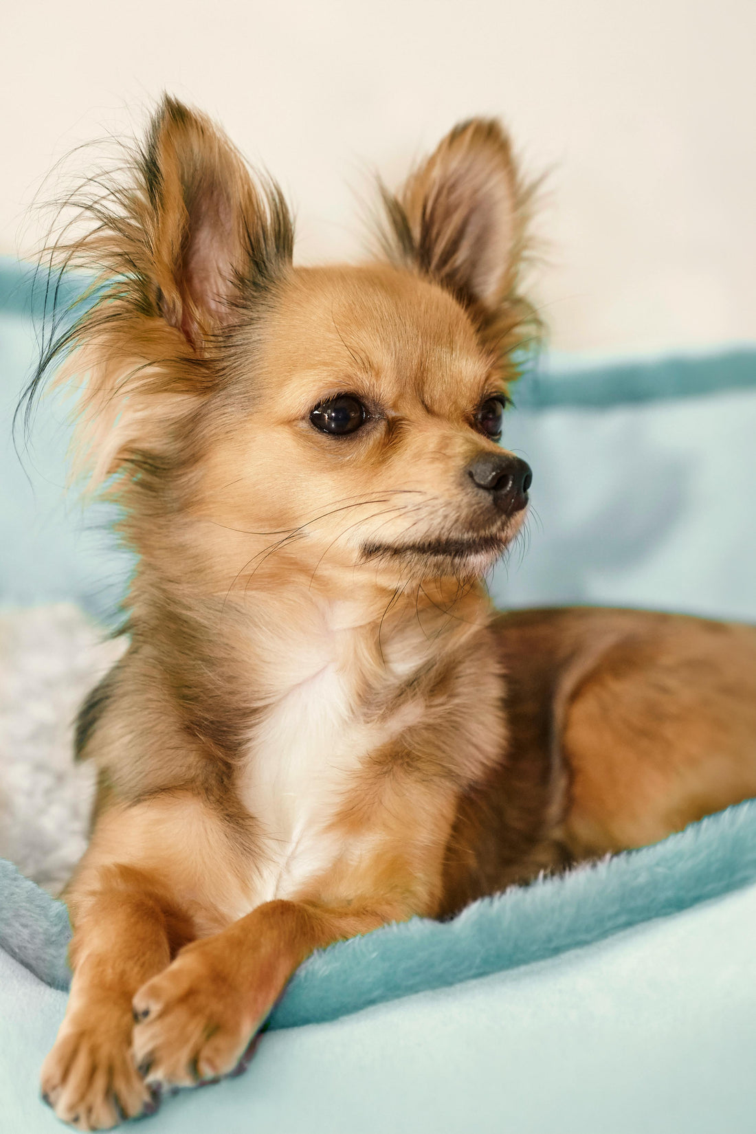 brossage chihuahua entretien pelage maison toilettage