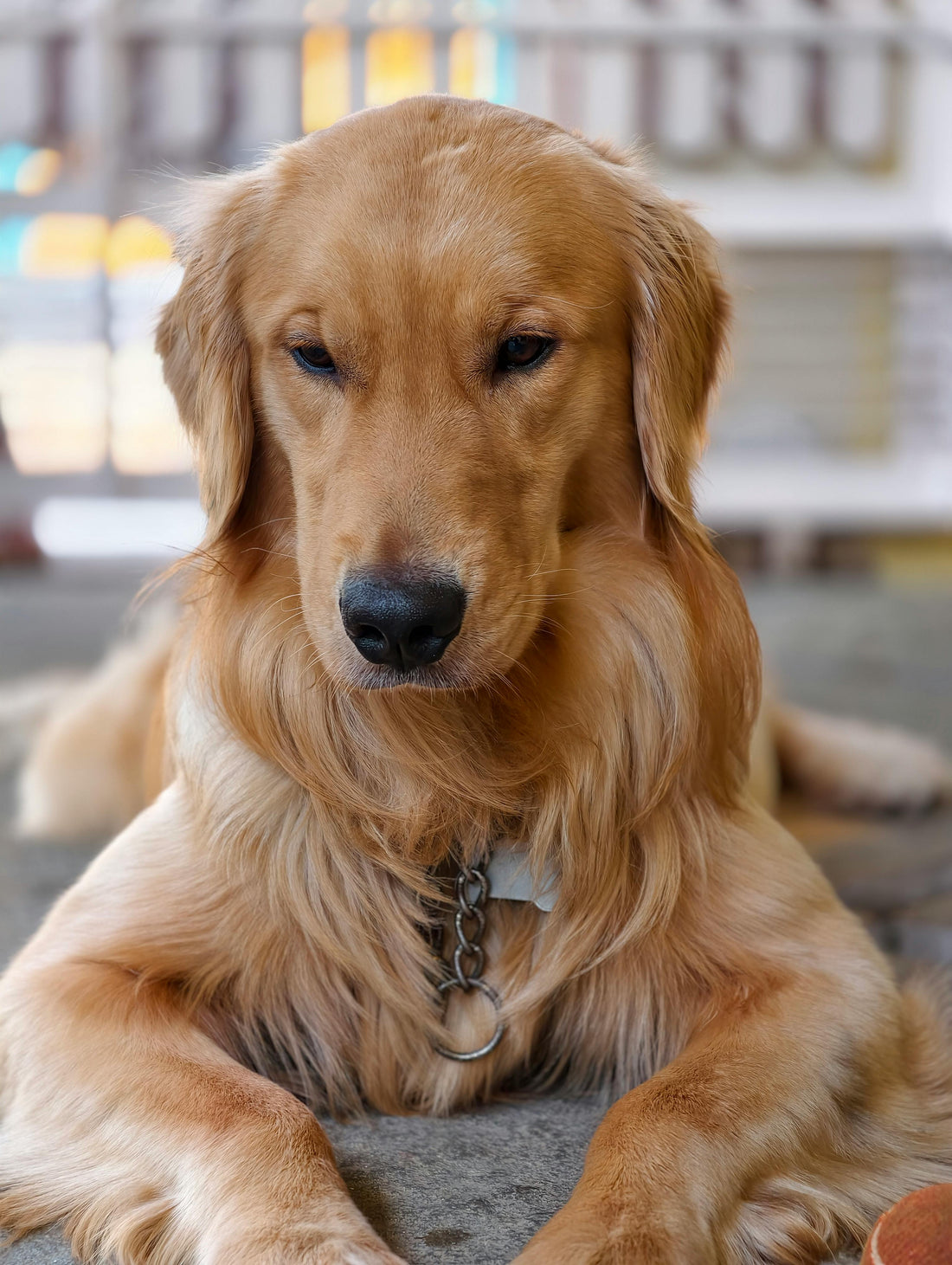 brossage golden retriever entretien pelage maison