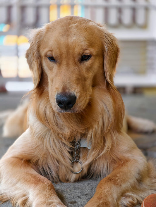 brossage golden retriever entretien pelage maison