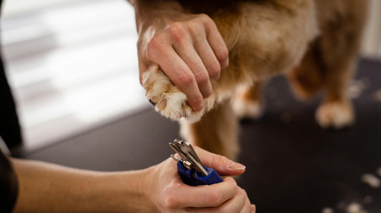 couper griffes chien maison coupe ongle toilettage
