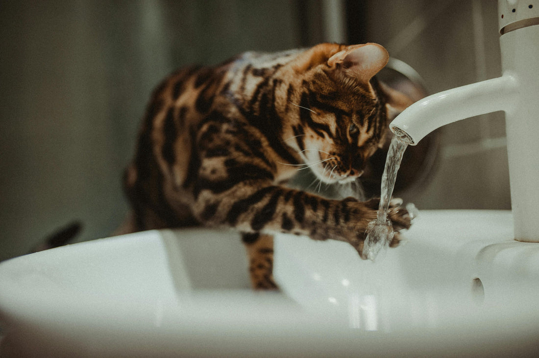 chat toilettage maison soins pelage ToilettPaw