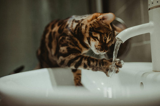 chat toilettage maison soins pelage ToilettPaw
