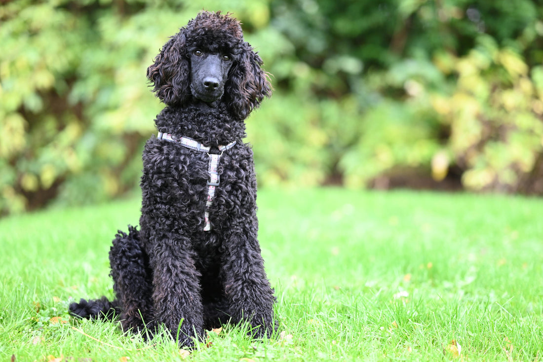 brossage caniche entretien pelage frisé maison toilettage