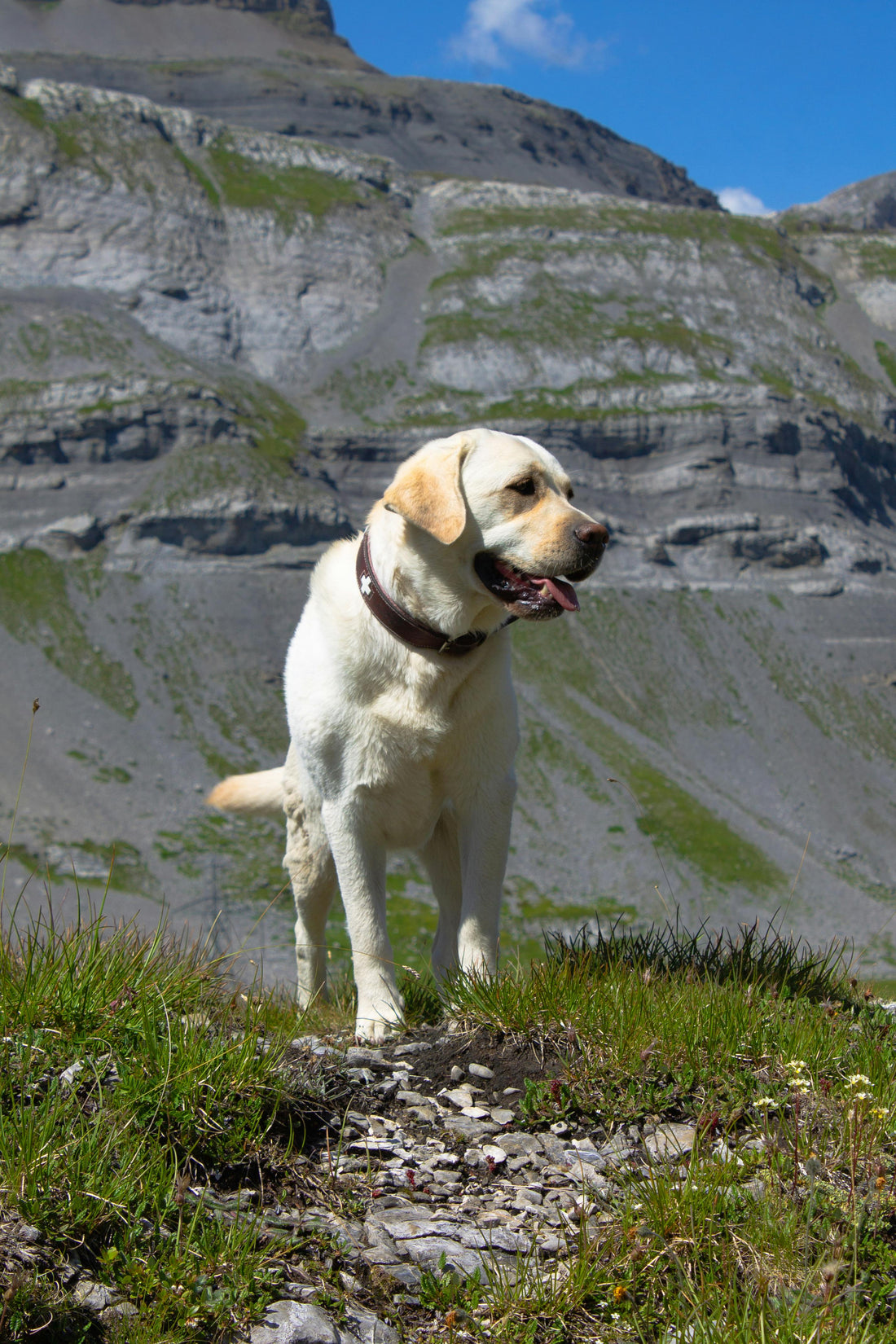 brossage labrador retriever entretien pelage maison toilettage