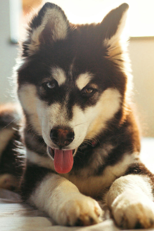brossage husky sibérien entretien pelage maison toilettage