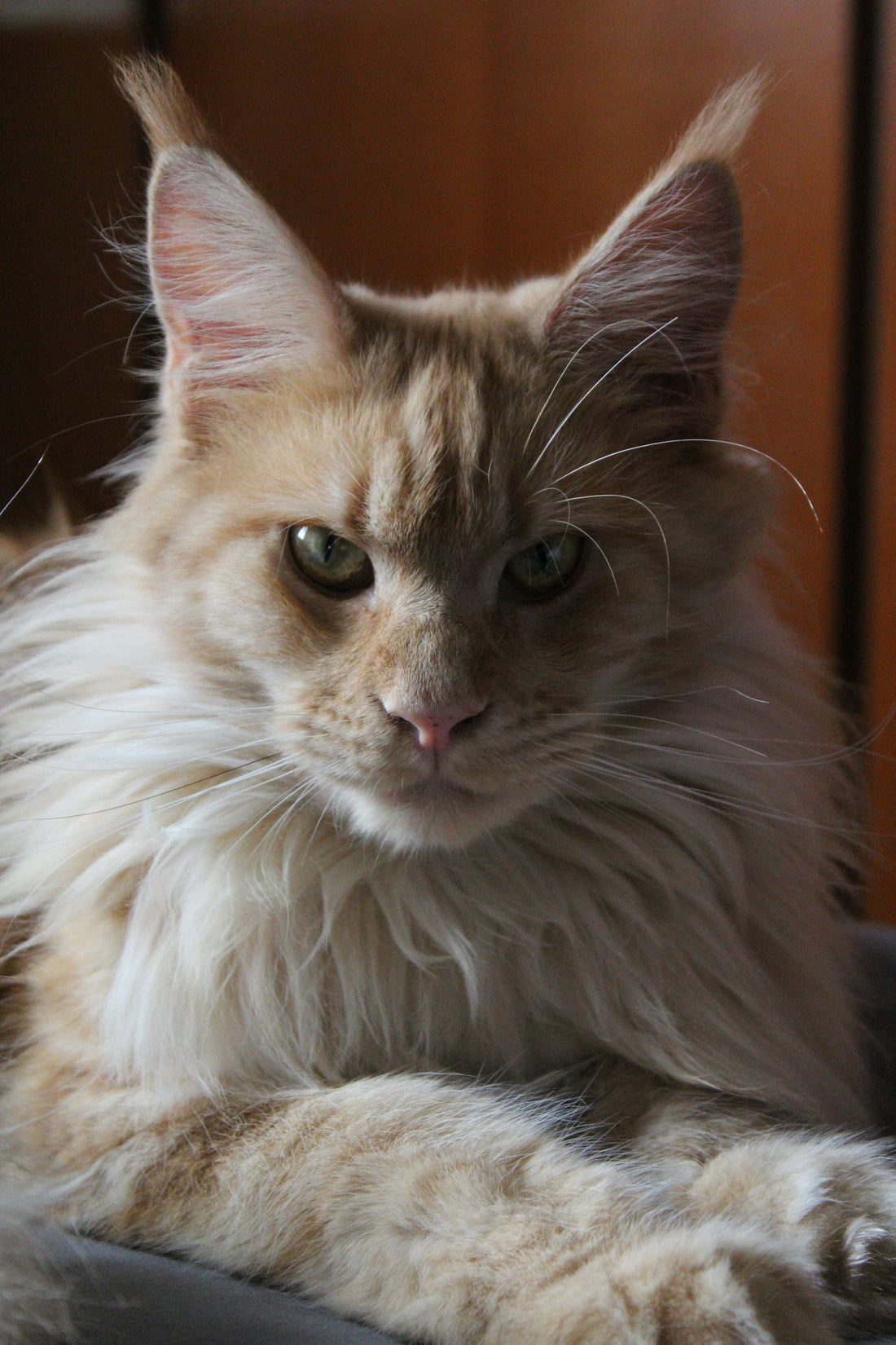brossage maine coon entretien pelage maison toilettage chat