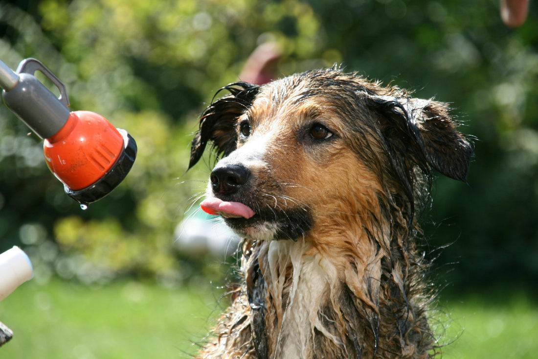 bain chien maison toilettage lavage pelage