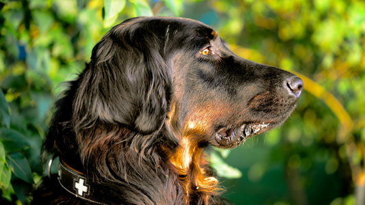 soin pelage chien hydrater nourrir maison toilettage brillant