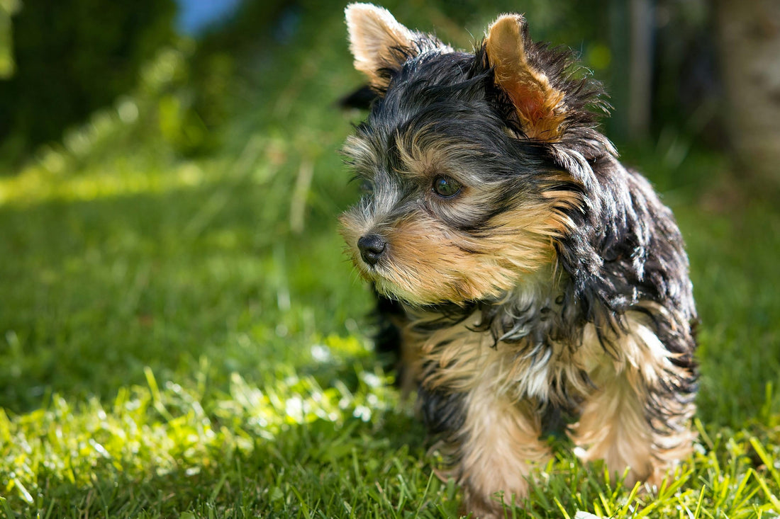 brossage yorkshire terrier entretien pelage maison toilettage