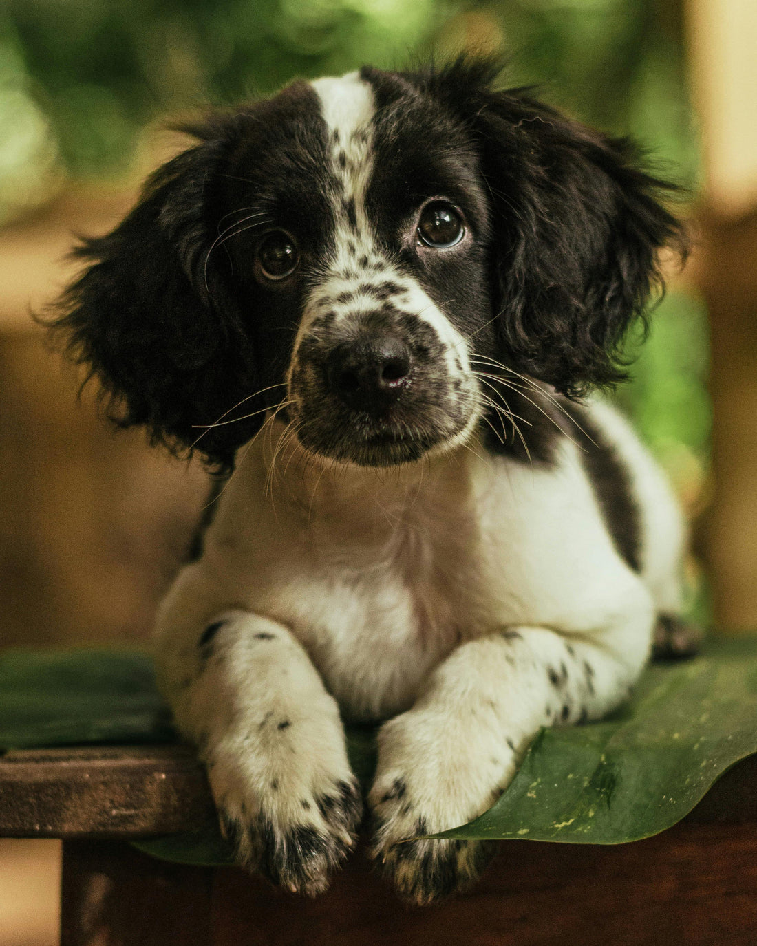 brossage cocker spaniel entretien pelage maison toilettage