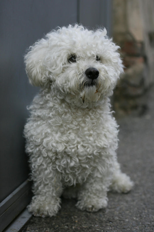 brossage bichon frisé entretien pelage maison toilettage