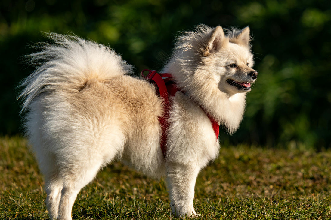 brossage spitz nain entretien pelage maison toilettage